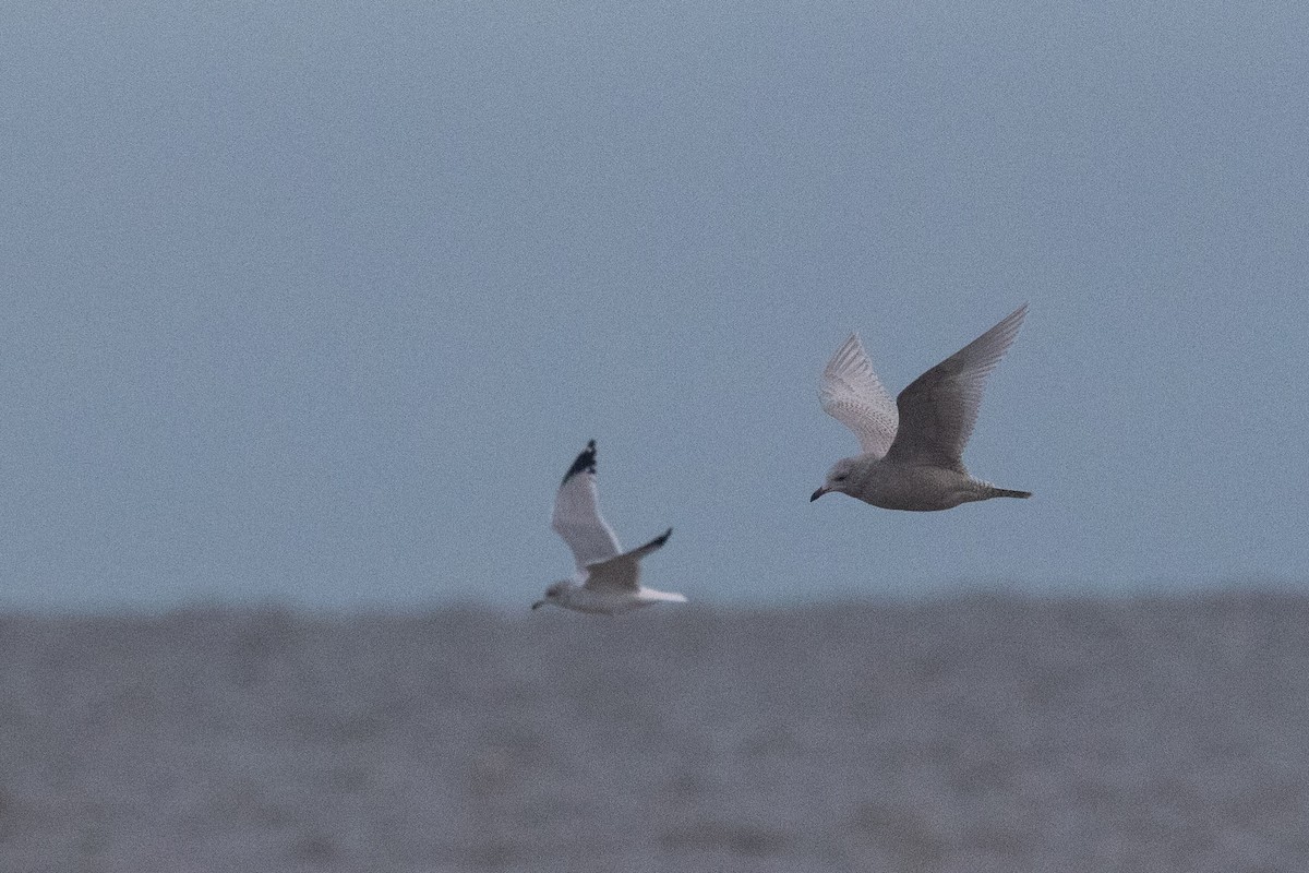 Iceland Gull (kumlieni) - ML645685921