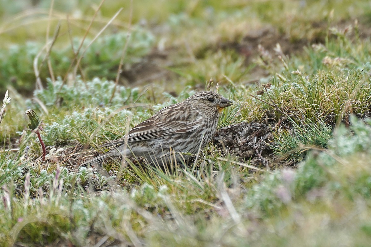 Yellow-bridled Finch - ML645685931