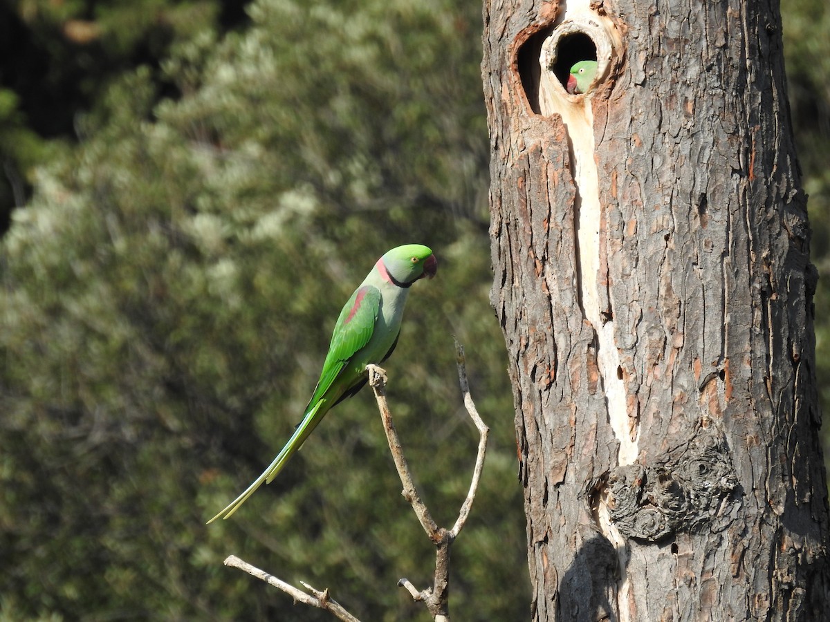 Alexandrine Parakeet - ML645685952