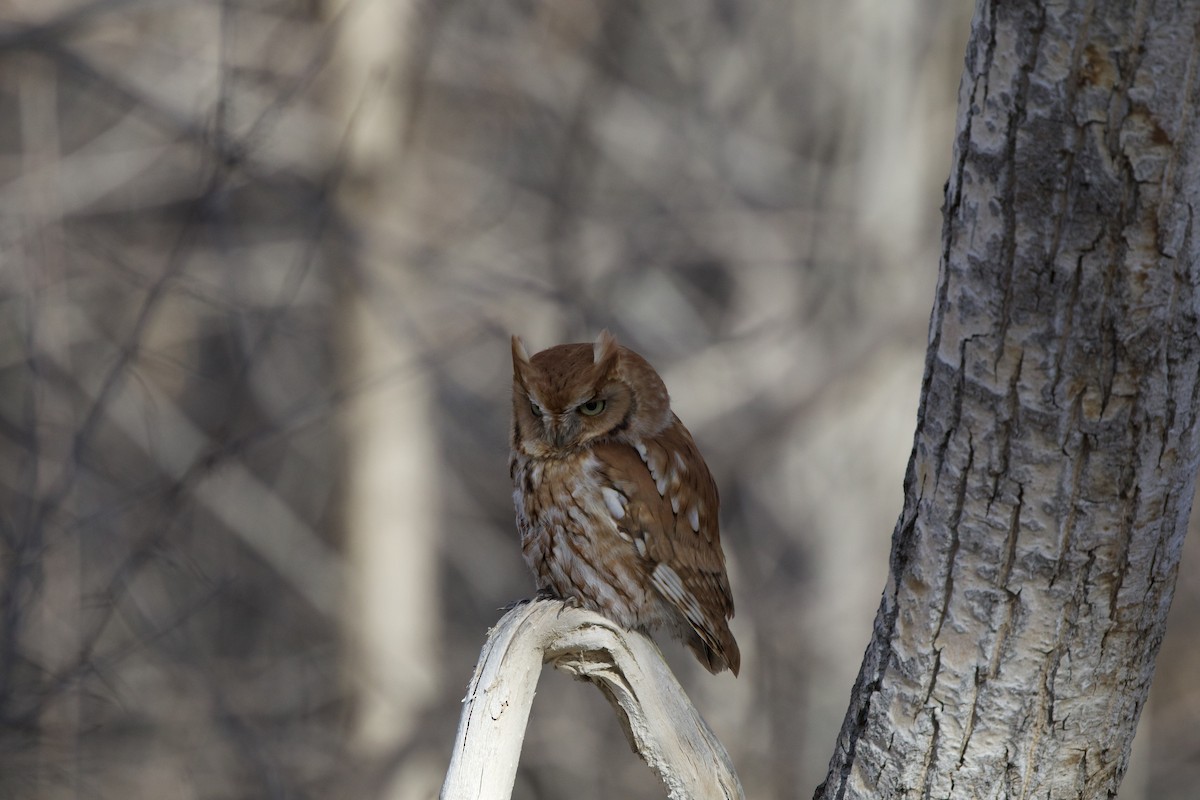 Eastern Screech-Owl - ML645685957