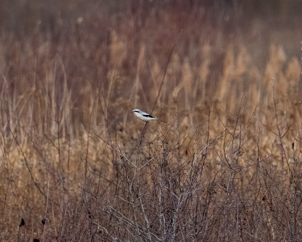 ťuhýk severní - ML645685966