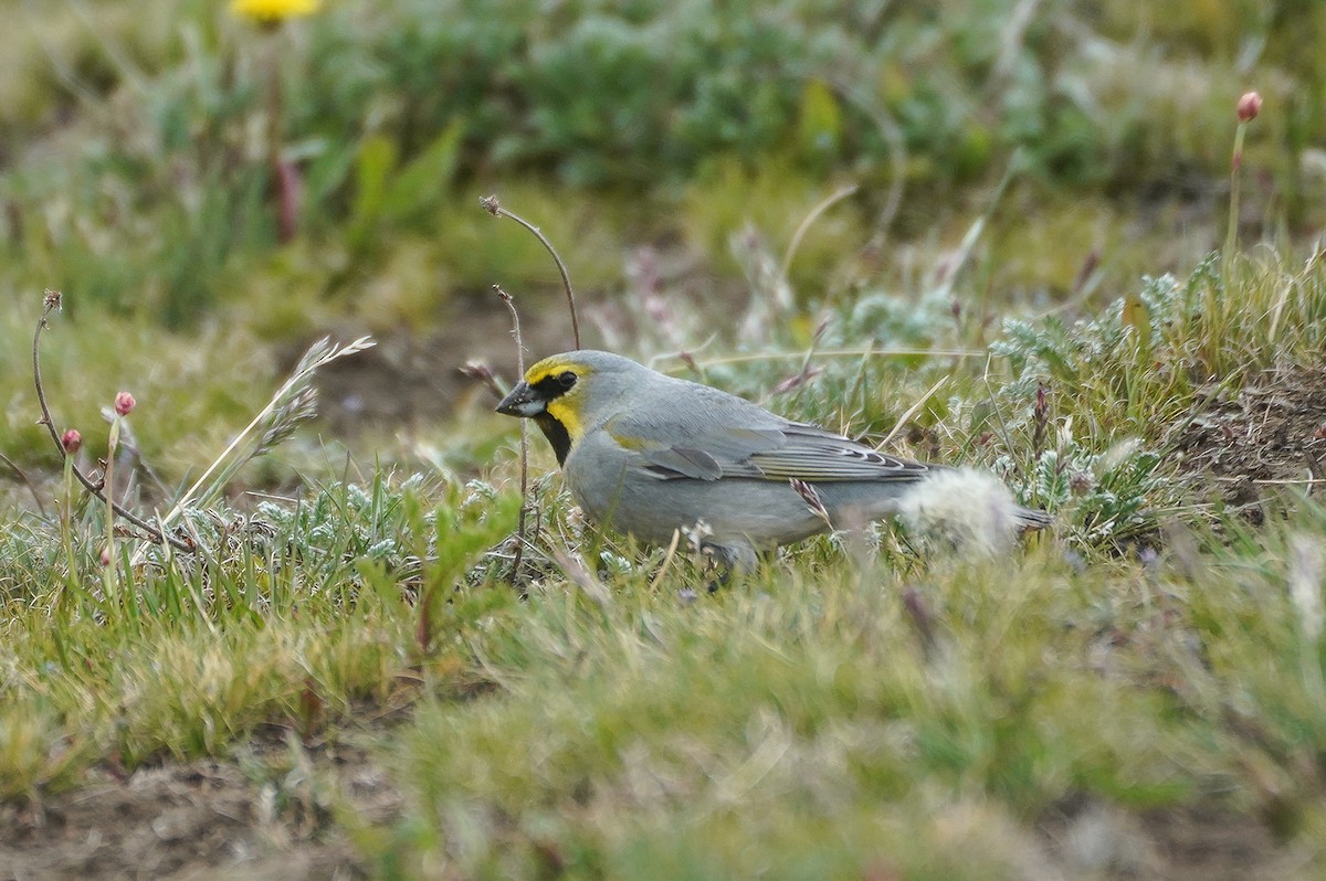 Yellow-bridled Finch - ML645685968