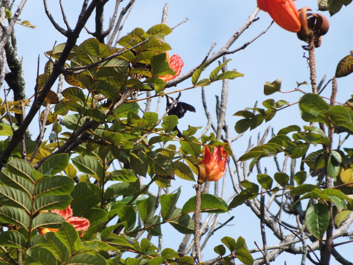 Black-throated Mango - ML645685975