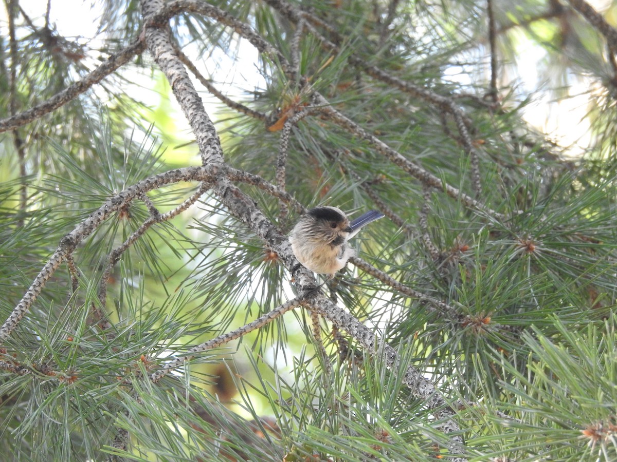 Long-tailed Tit (alpinus Group) - ML645685983