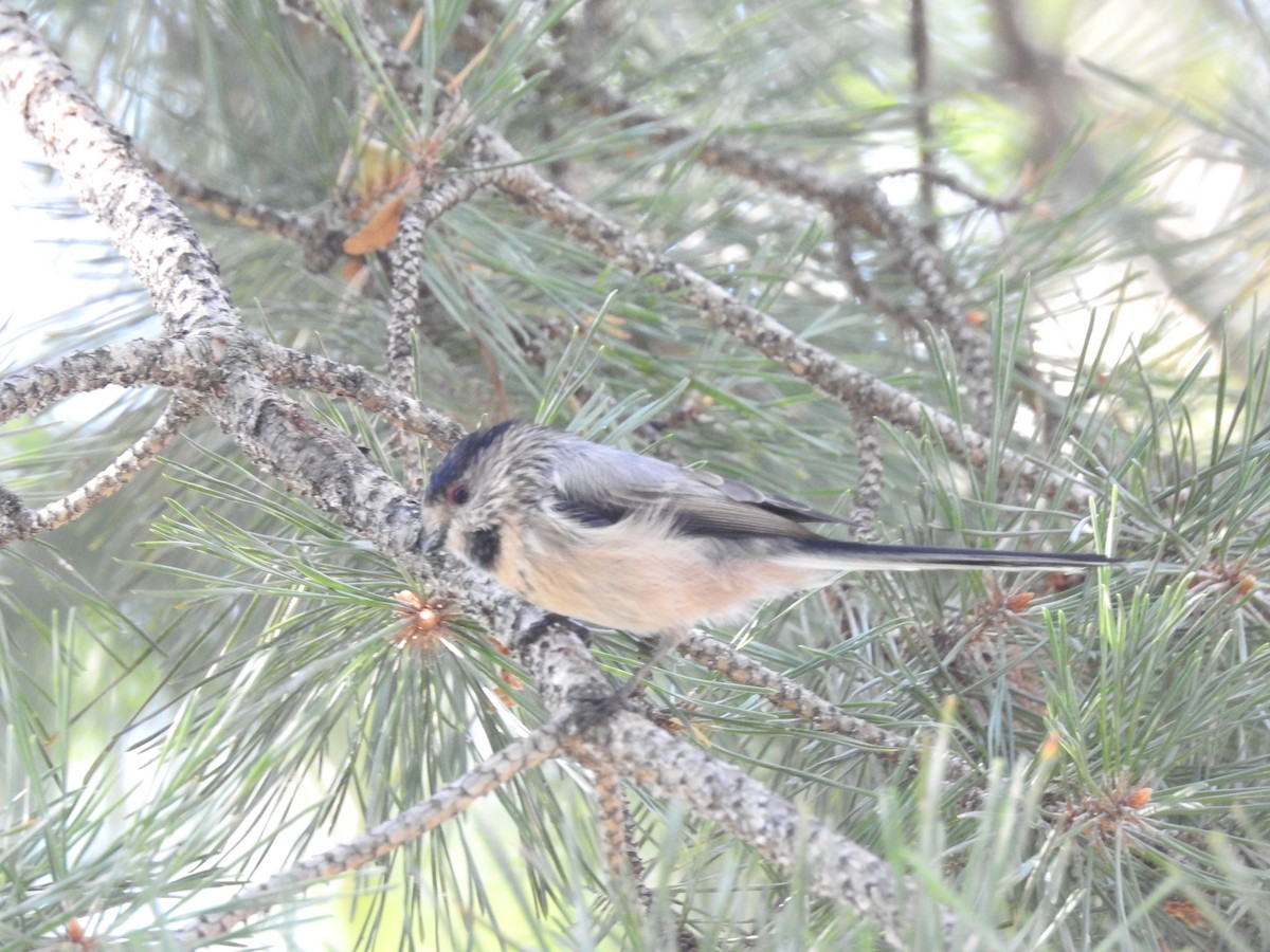 Long-tailed Tit (alpinus Group) - ML645685984
