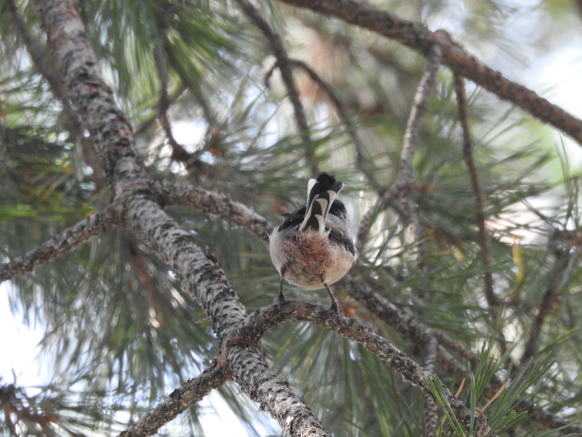 Long-tailed Tit (alpinus Group) - ML645685985