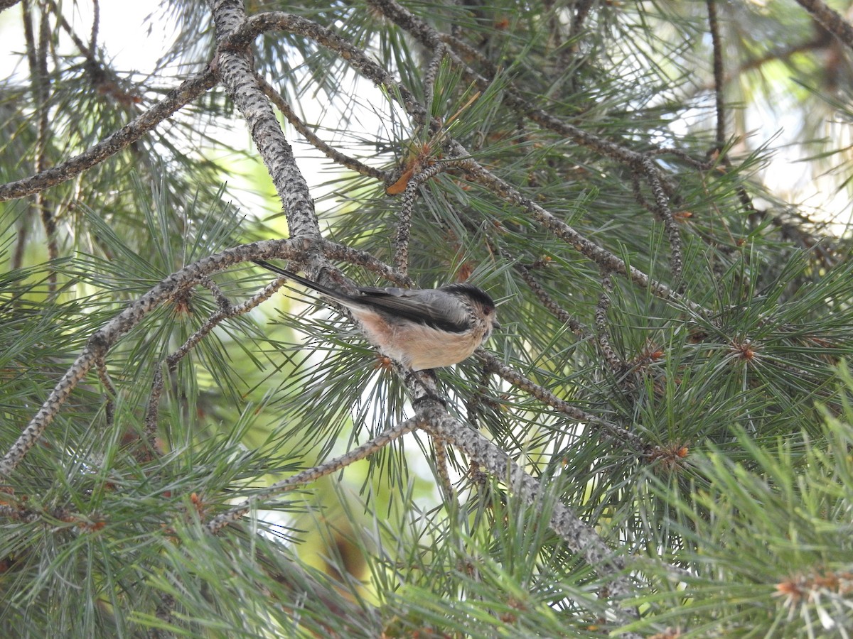 Long-tailed Tit (alpinus Group) - ML645685986