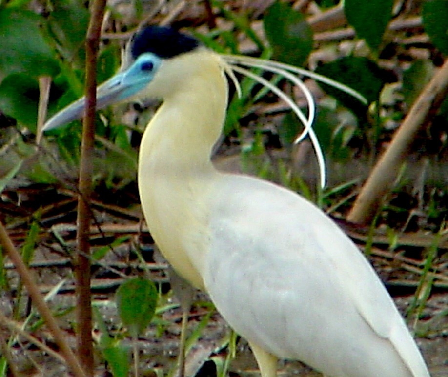 Capped Heron - ML645685988