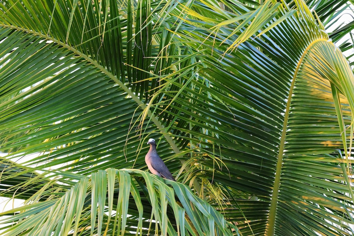 White-crowned Pigeon - ML645685989