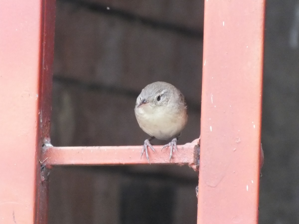 Southern House Wren - ML645685992