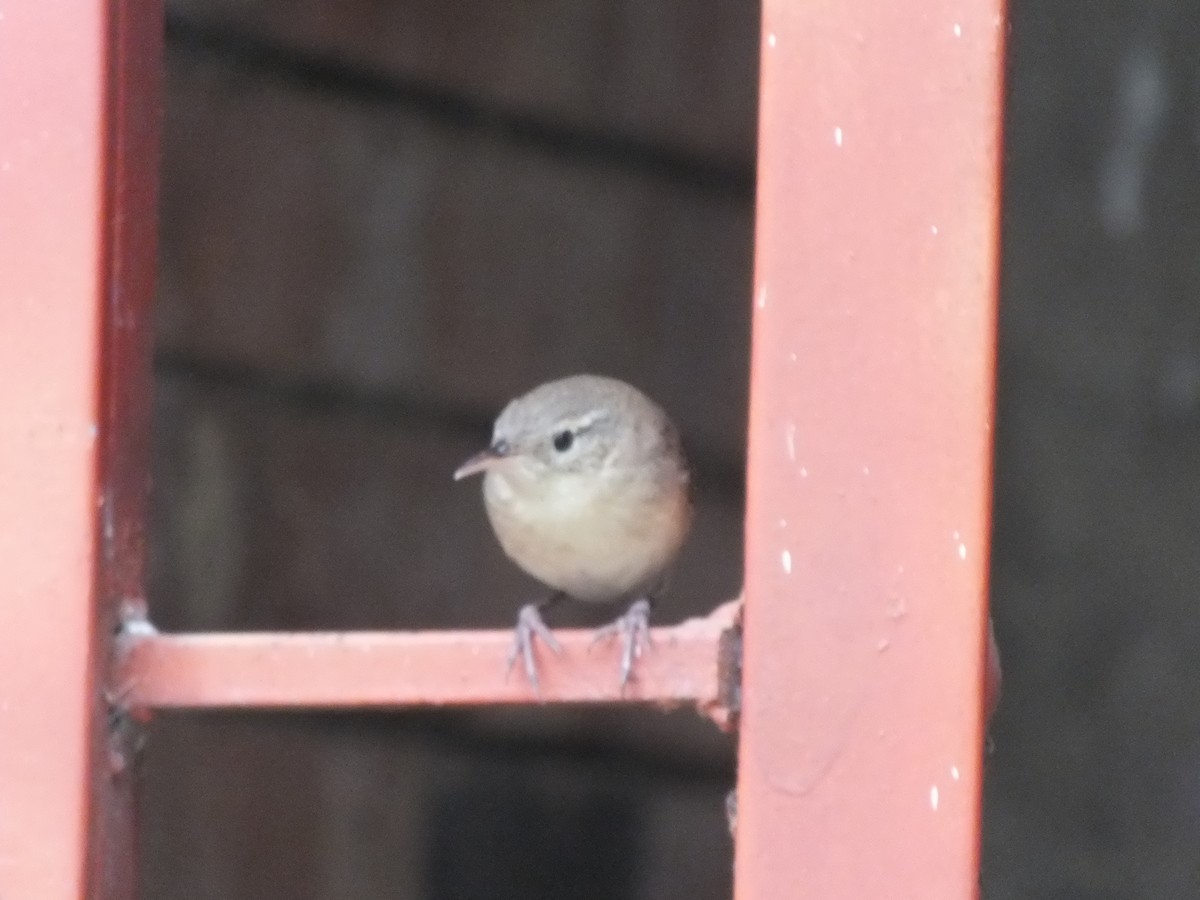 Southern House Wren - ML645685993
