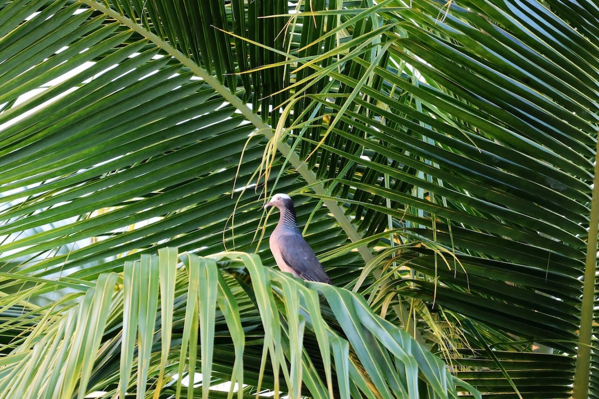 White-crowned Pigeon - ML645685999