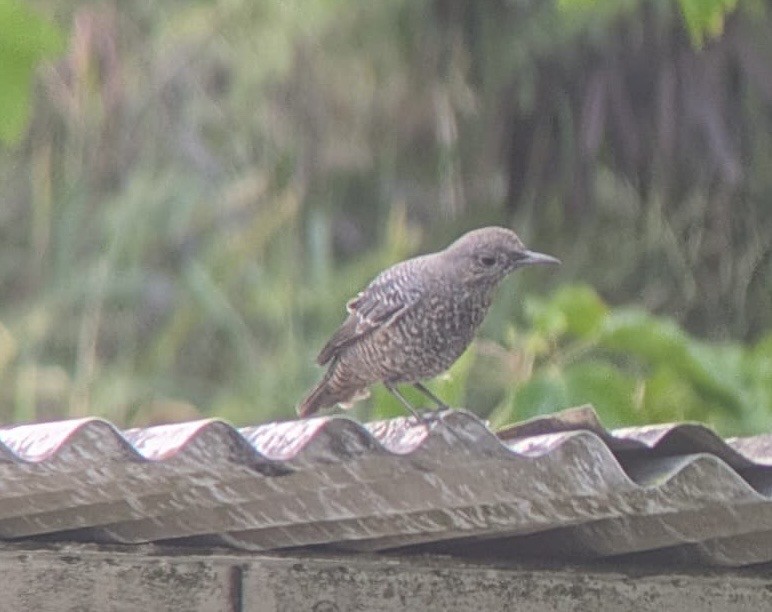 Blue Rock-Thrush - ML645686002