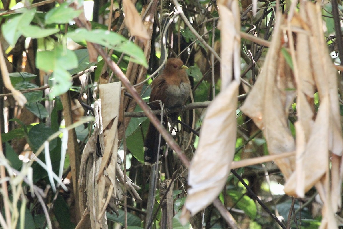 Little Cuckoo - ML645686004