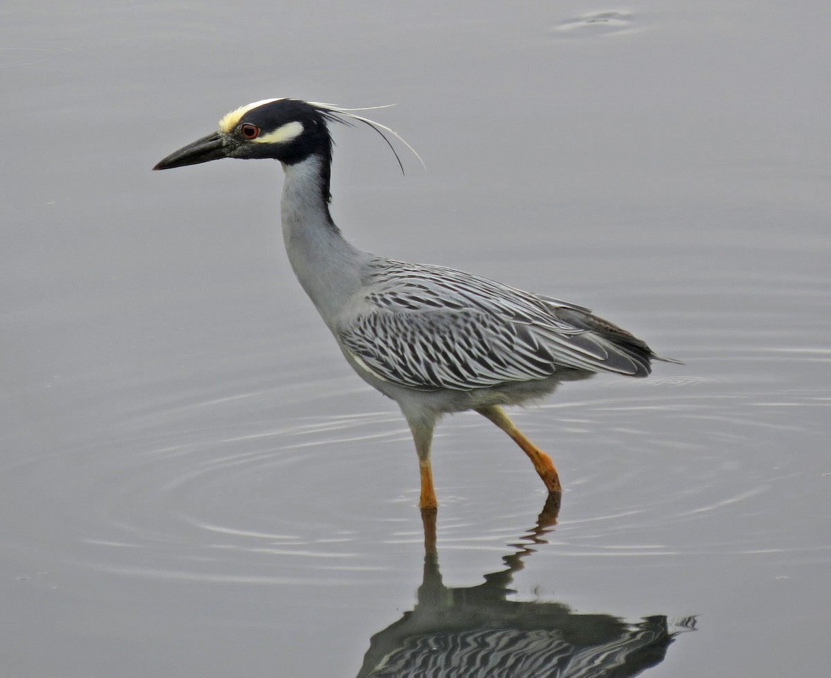 Sarı Tepeli Gece Balıkçılı - ML645686013