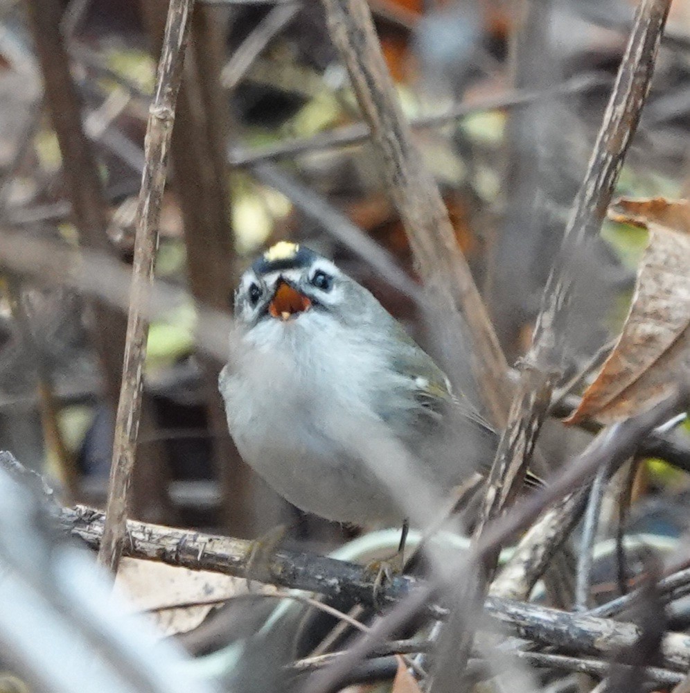 Golden-crowned Kinglet - ML645686014