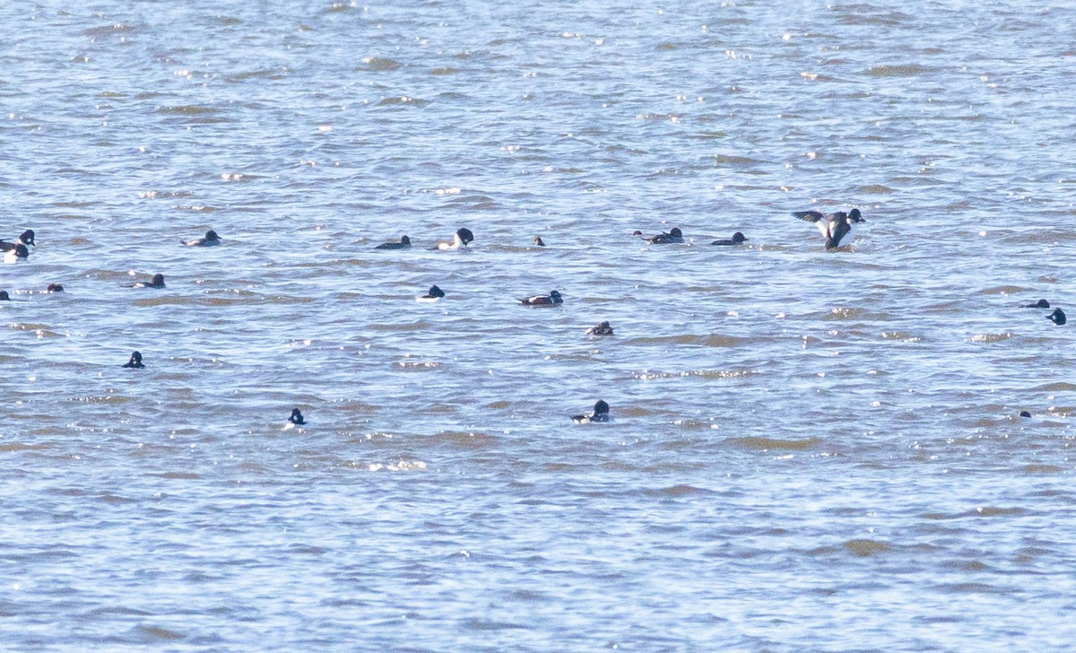 harlekinand - ML645686016