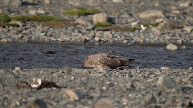 Brown Skua (Subantarctic) - ML645686017