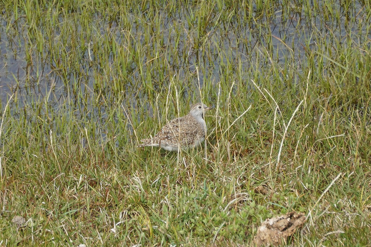 Least Seedsnipe - ML645686019