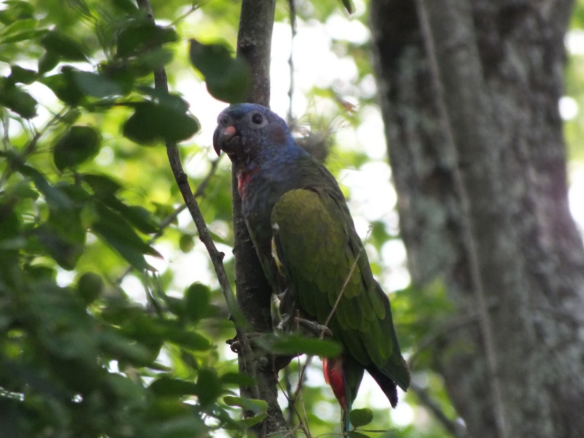 Blue-headed Parrot - ML645686021