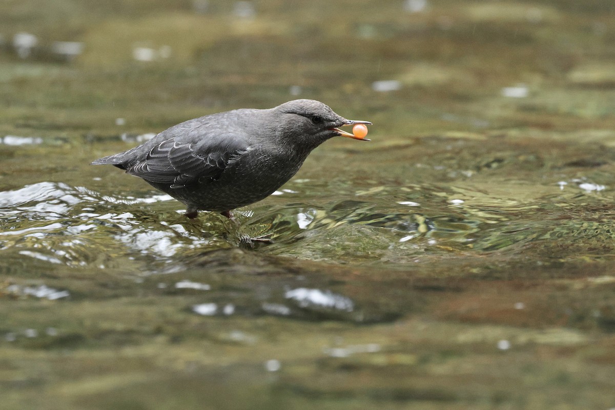 American Dipper - ML645686022