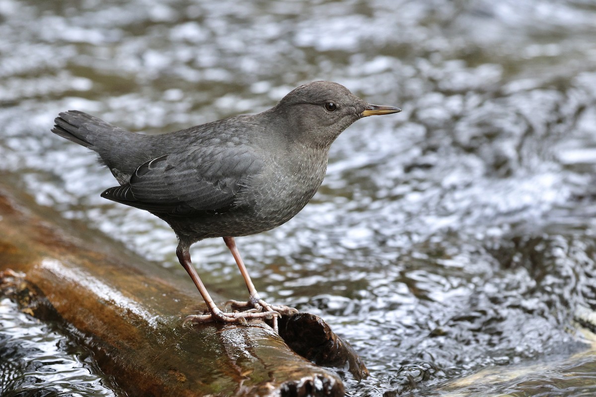 American Dipper - ML645686026