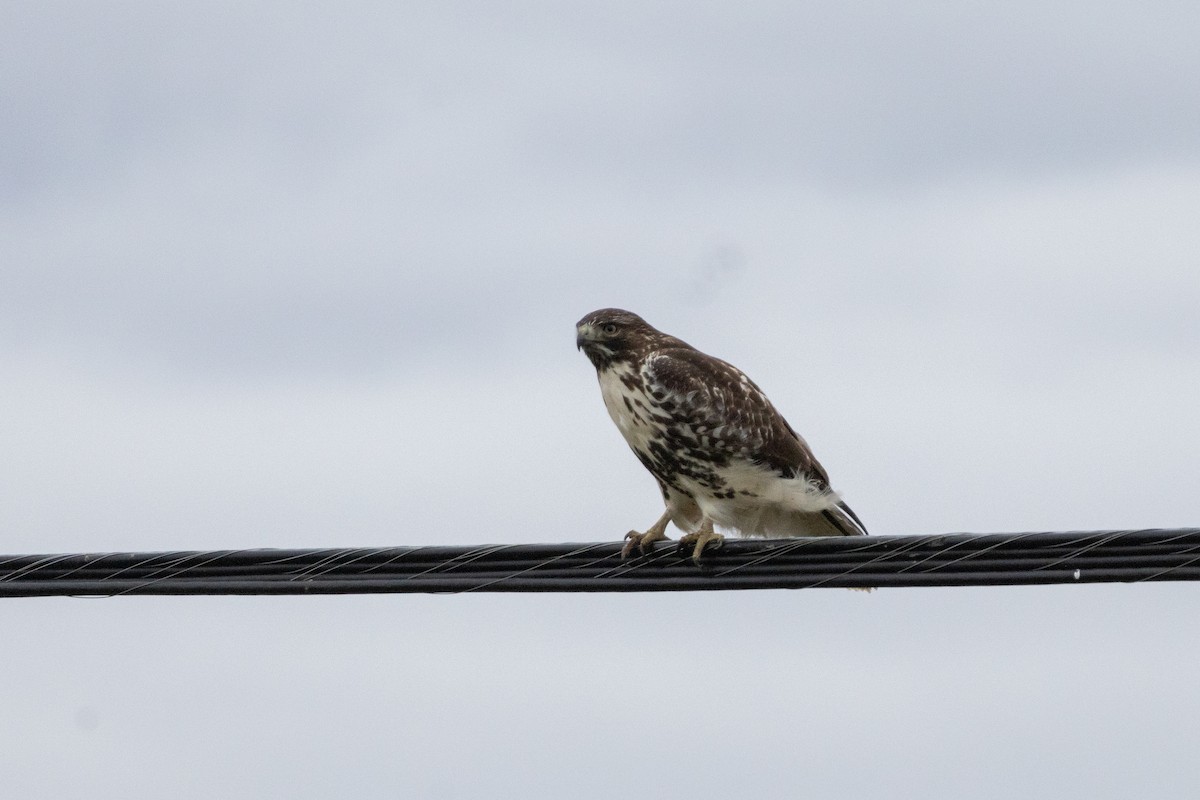 Red-tailed Hawk - ML645686027