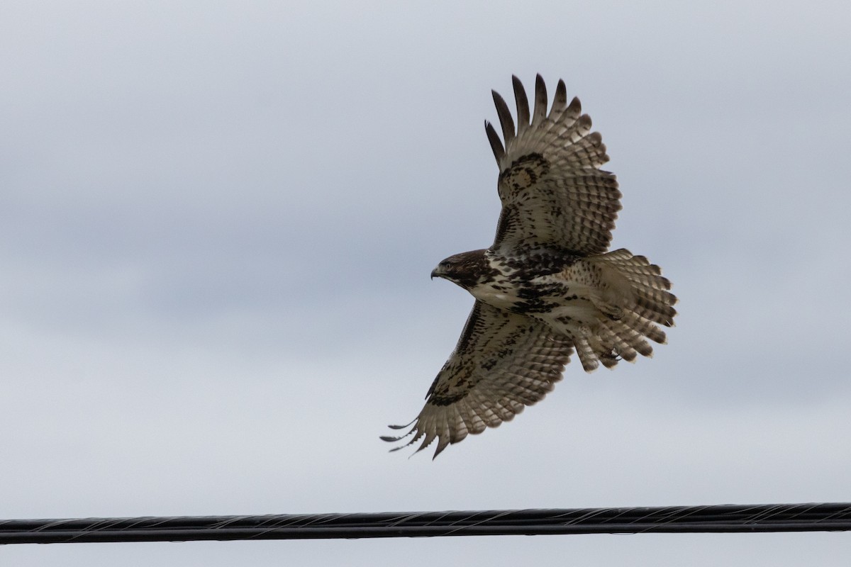 Red-tailed Hawk - ML645686031