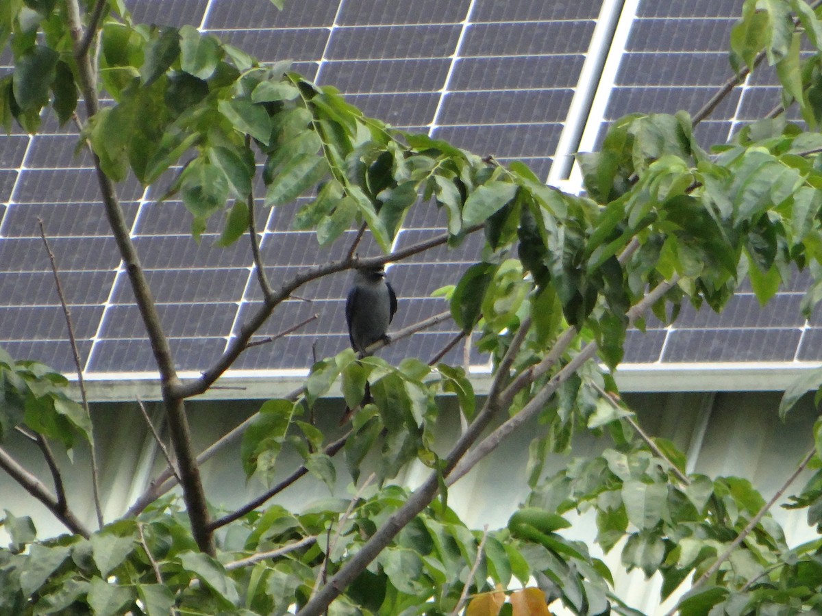 Ashy Drongo - ML645686034