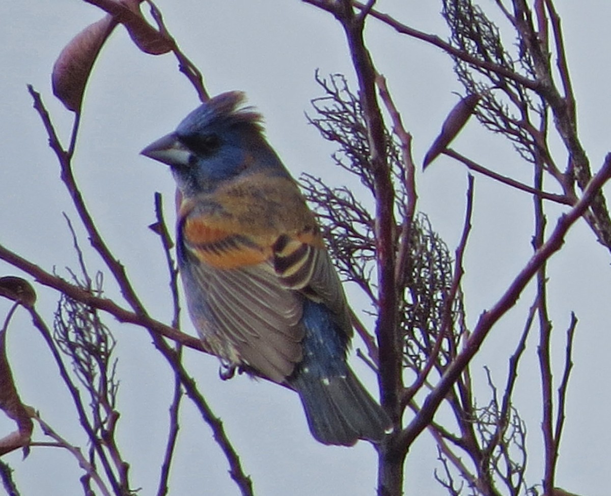 Blue Grosbeak - ML645686035