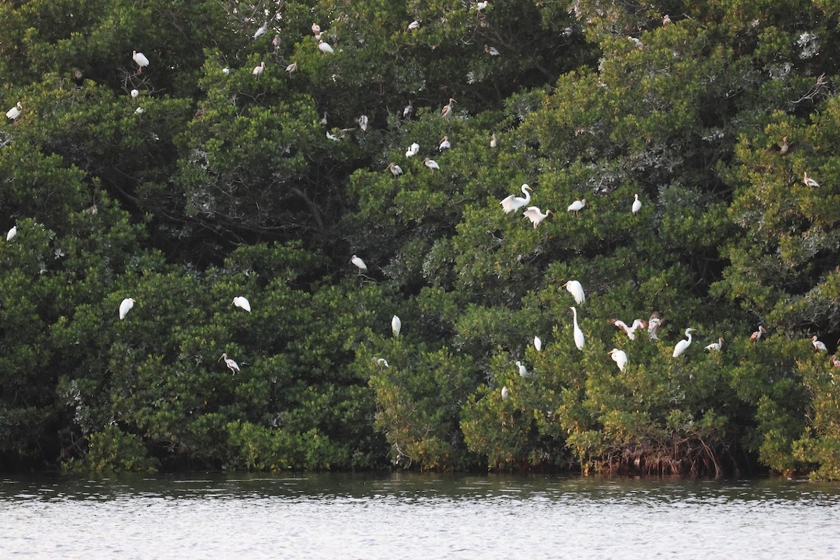 Great Egret - ML645686037