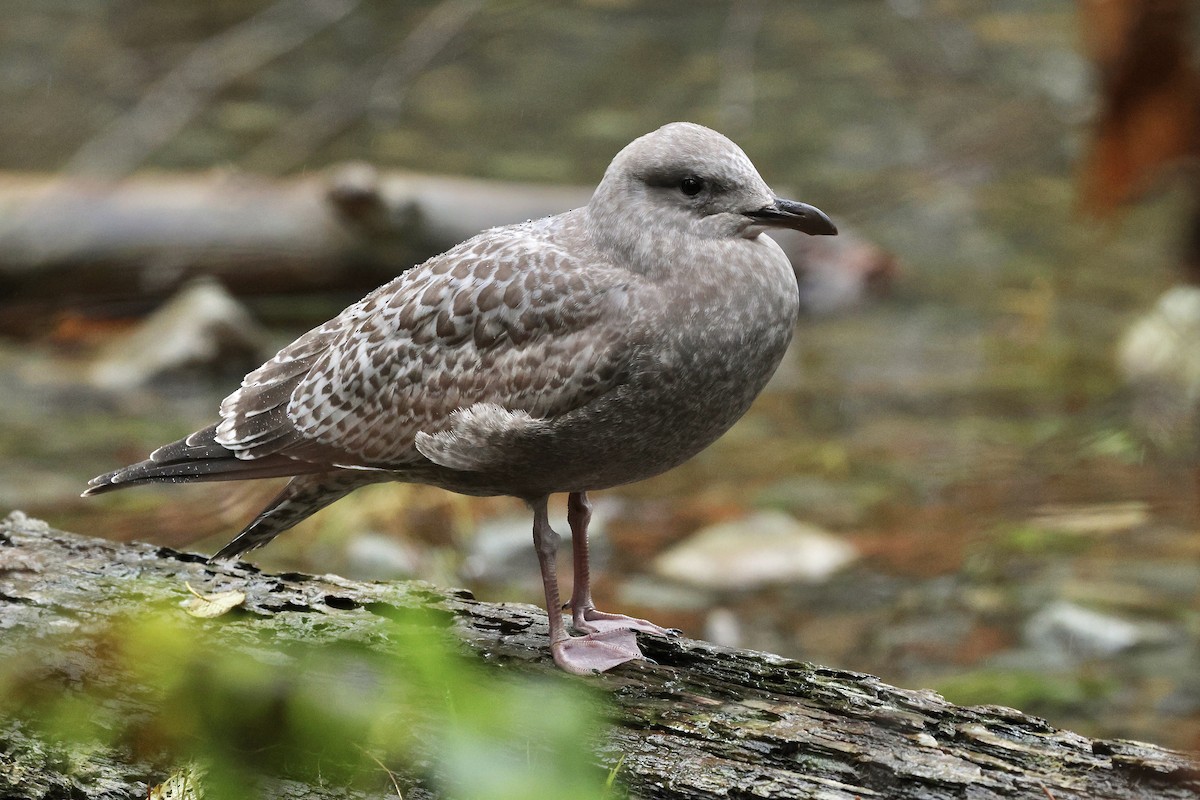 Iceland Gull (Thayer's) - ML645686039