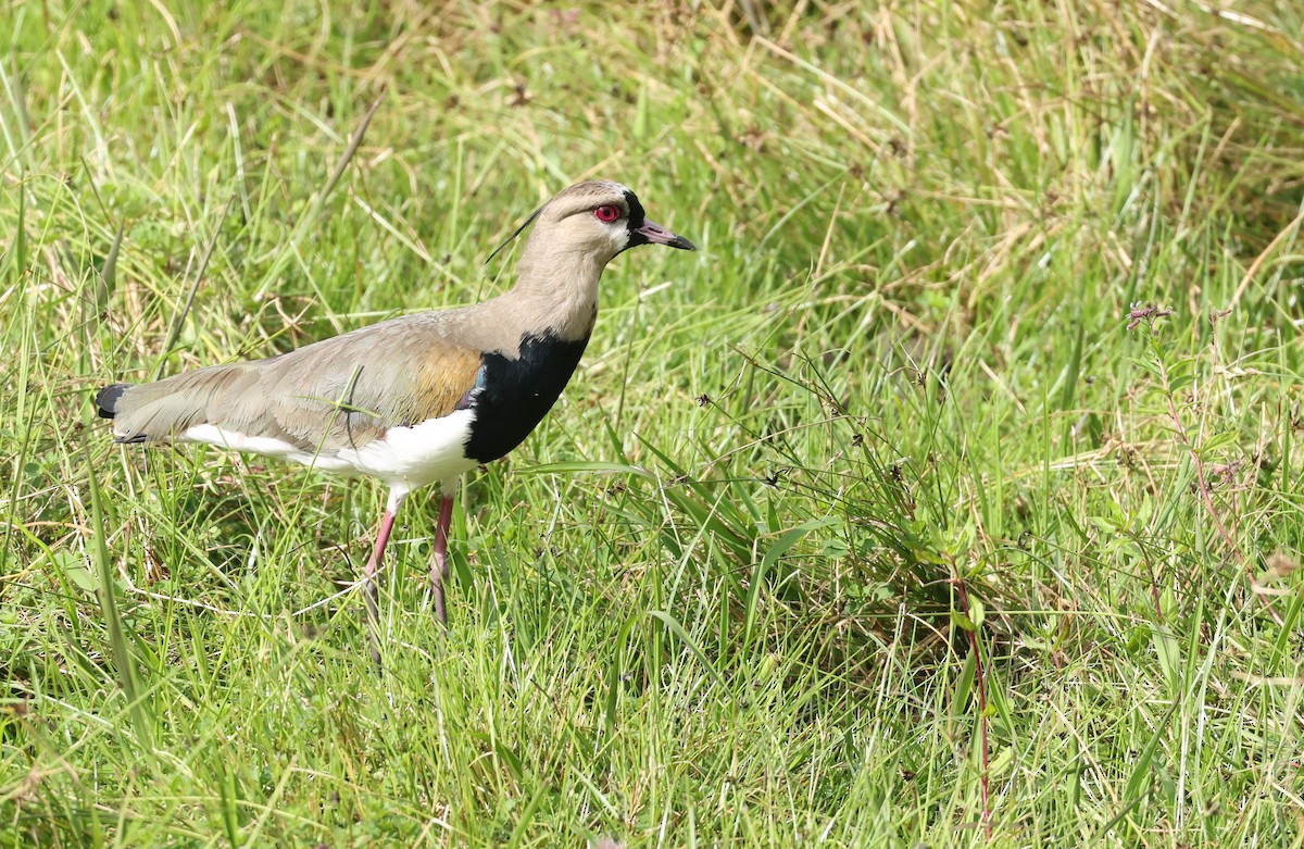 Southern Lapwing - ML645686052