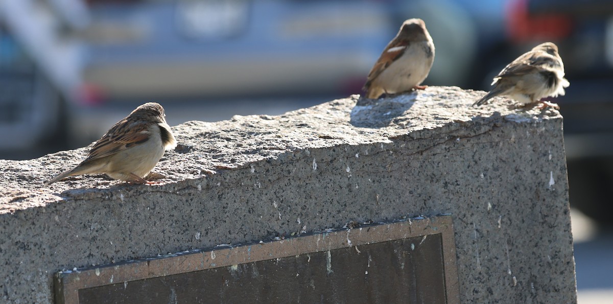 House Sparrow - ML645686053
