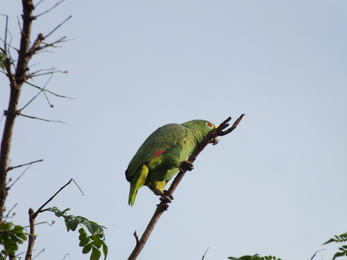 Yellow-crowned Amazon - ML645686056