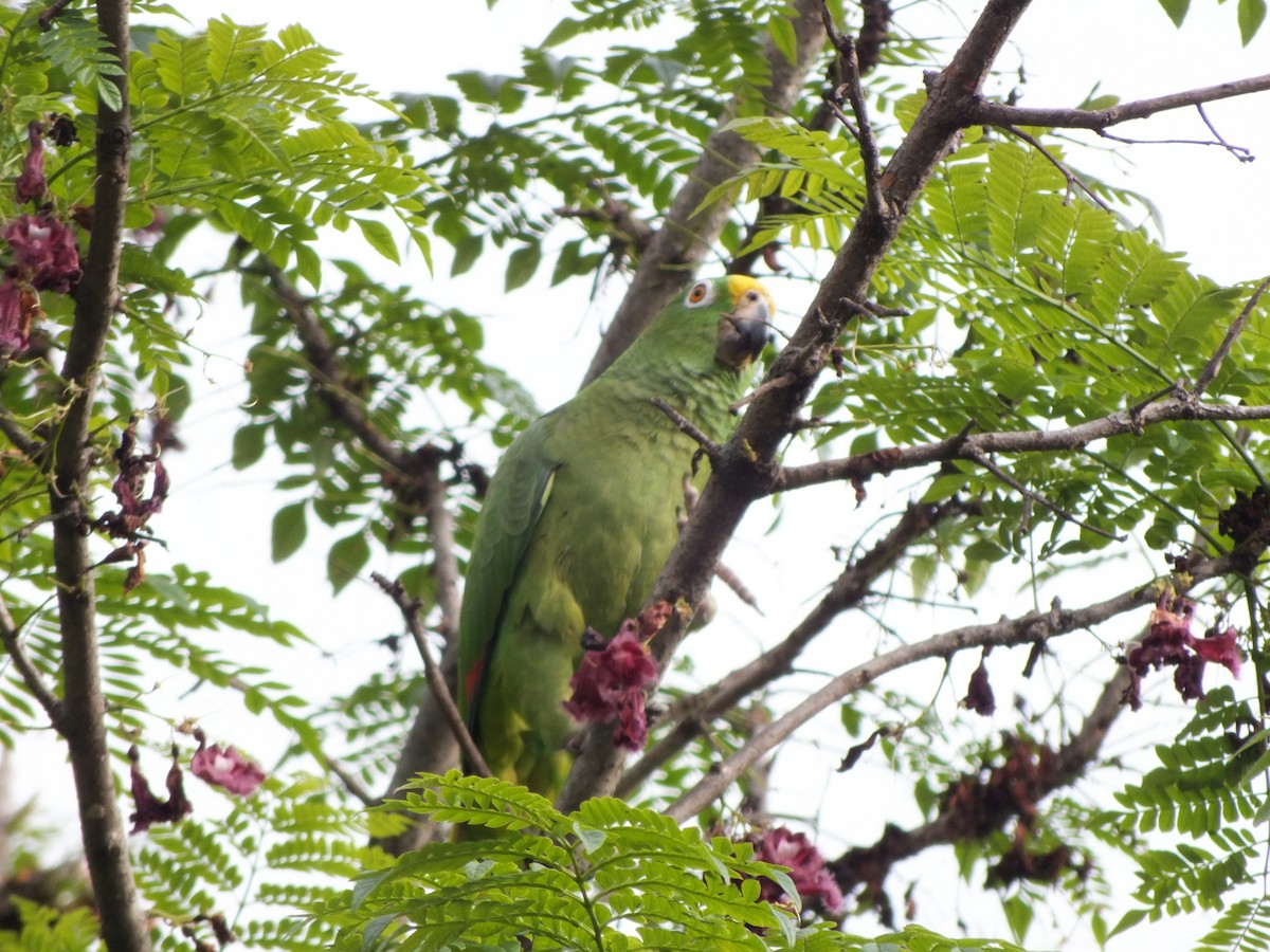 Yellow-crowned Amazon - ML645686057