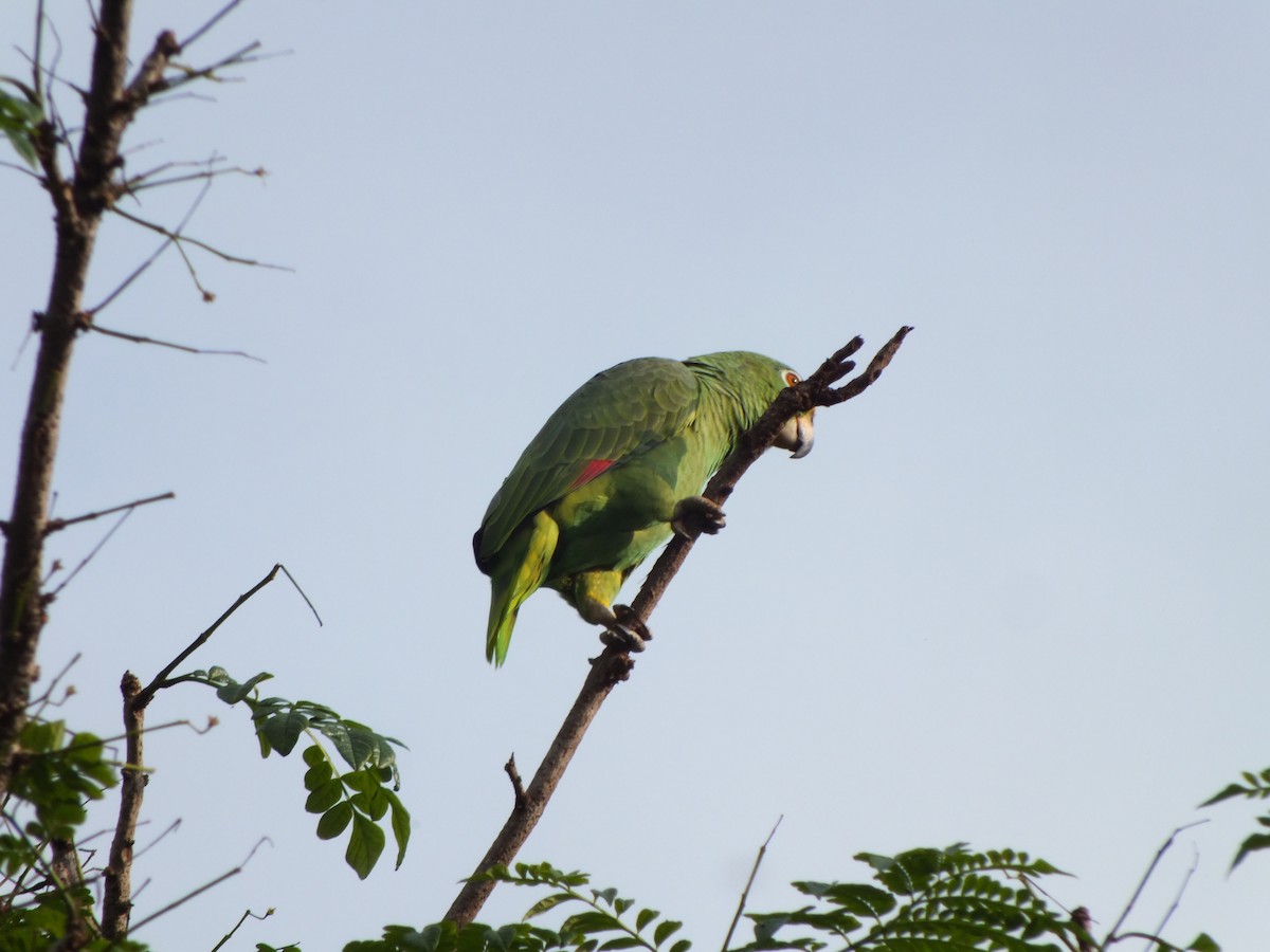 Yellow-crowned Amazon - ML645686058