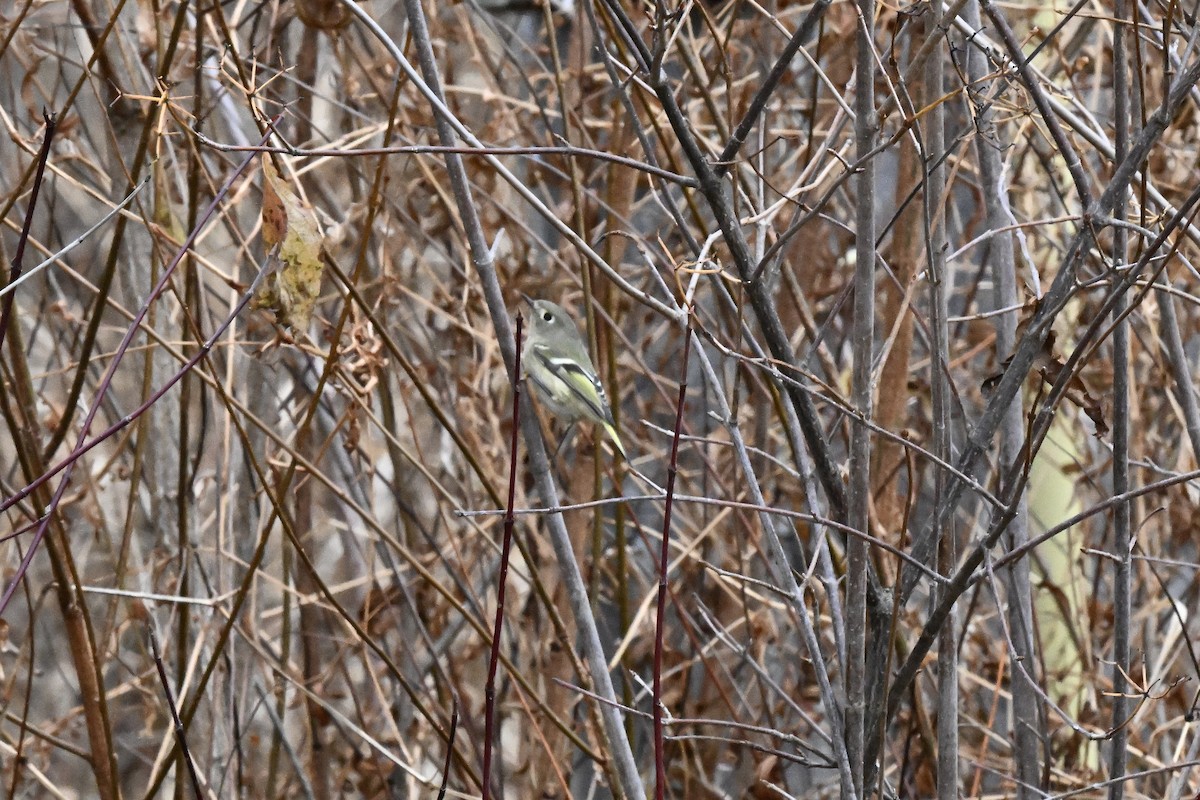 Ruby-crowned Kinglet - ML645686059