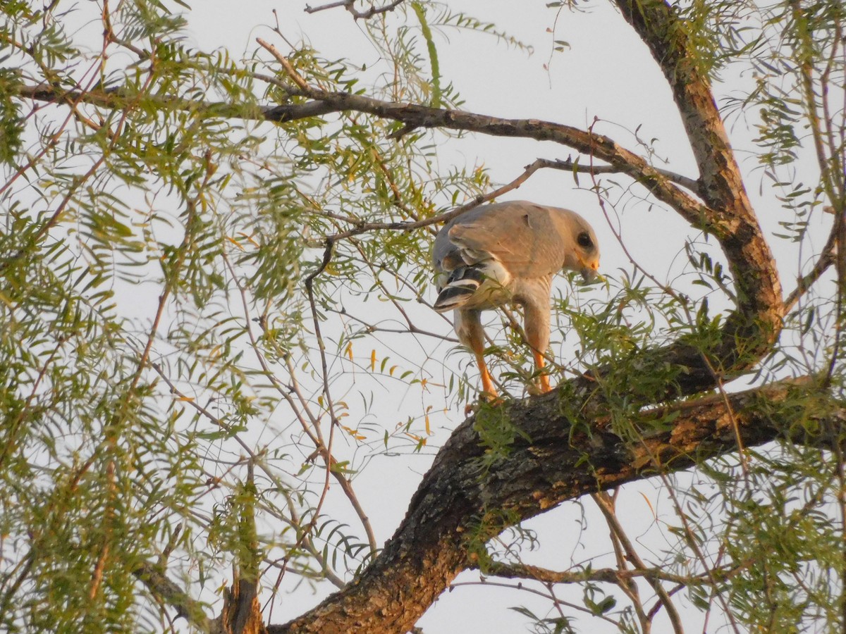 Gray Hawk - ML645686062