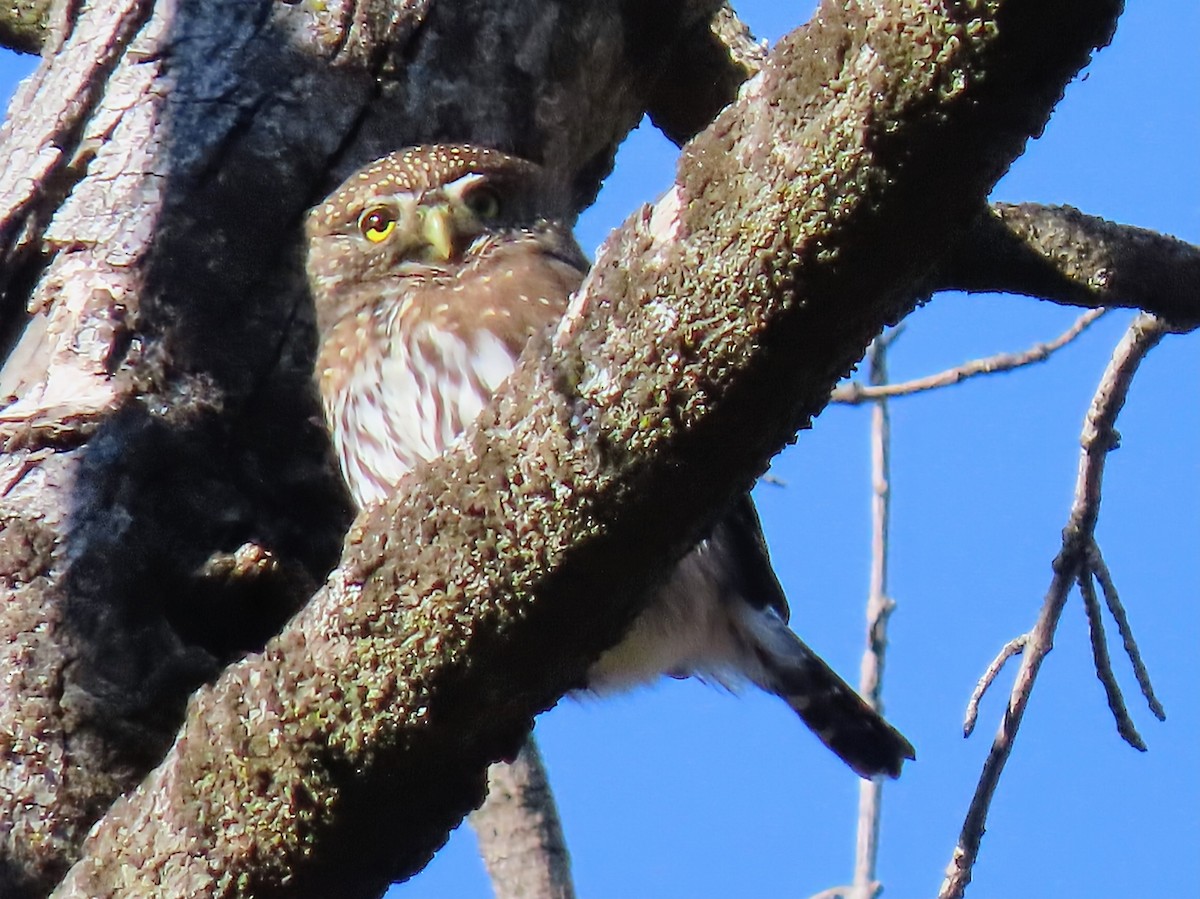 Northern Pygmy-Owl - ML645686064