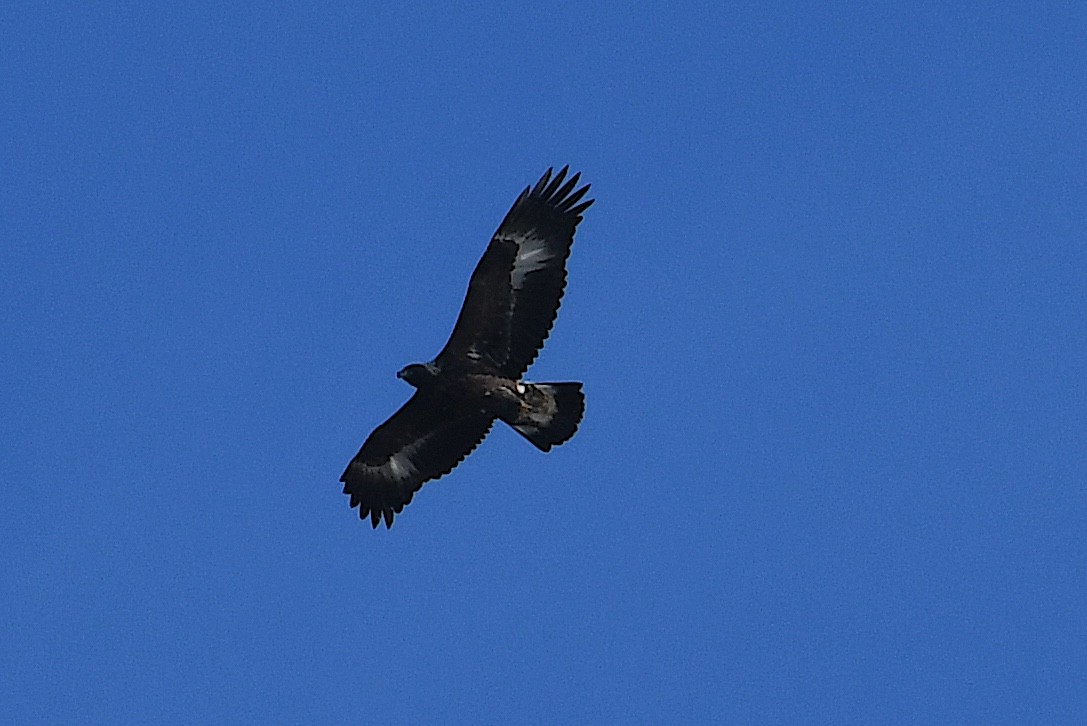 Golden Eagle - ML645686066