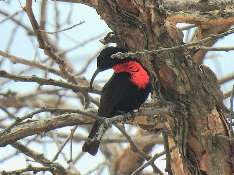 Scarlet-chested Sunbird - ML645686068