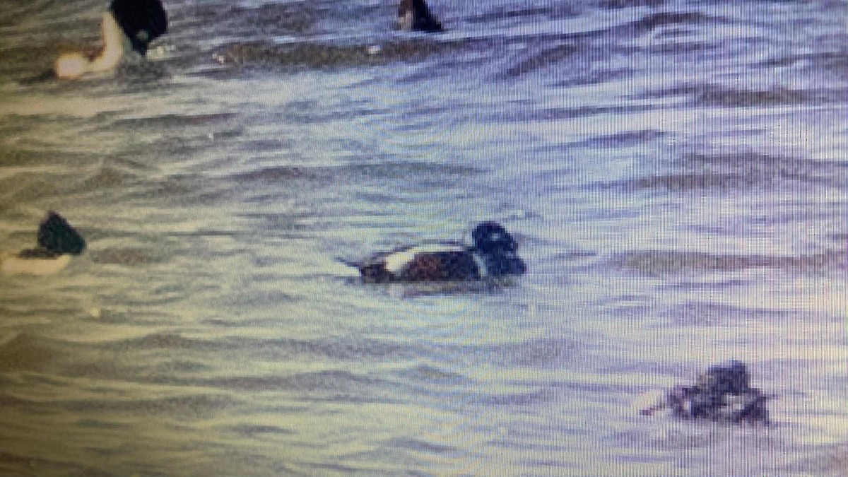 harlekinand - ML645686069