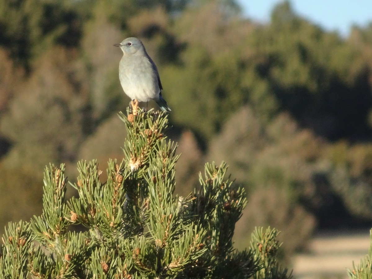 Mountain Bluebird - ML645686075