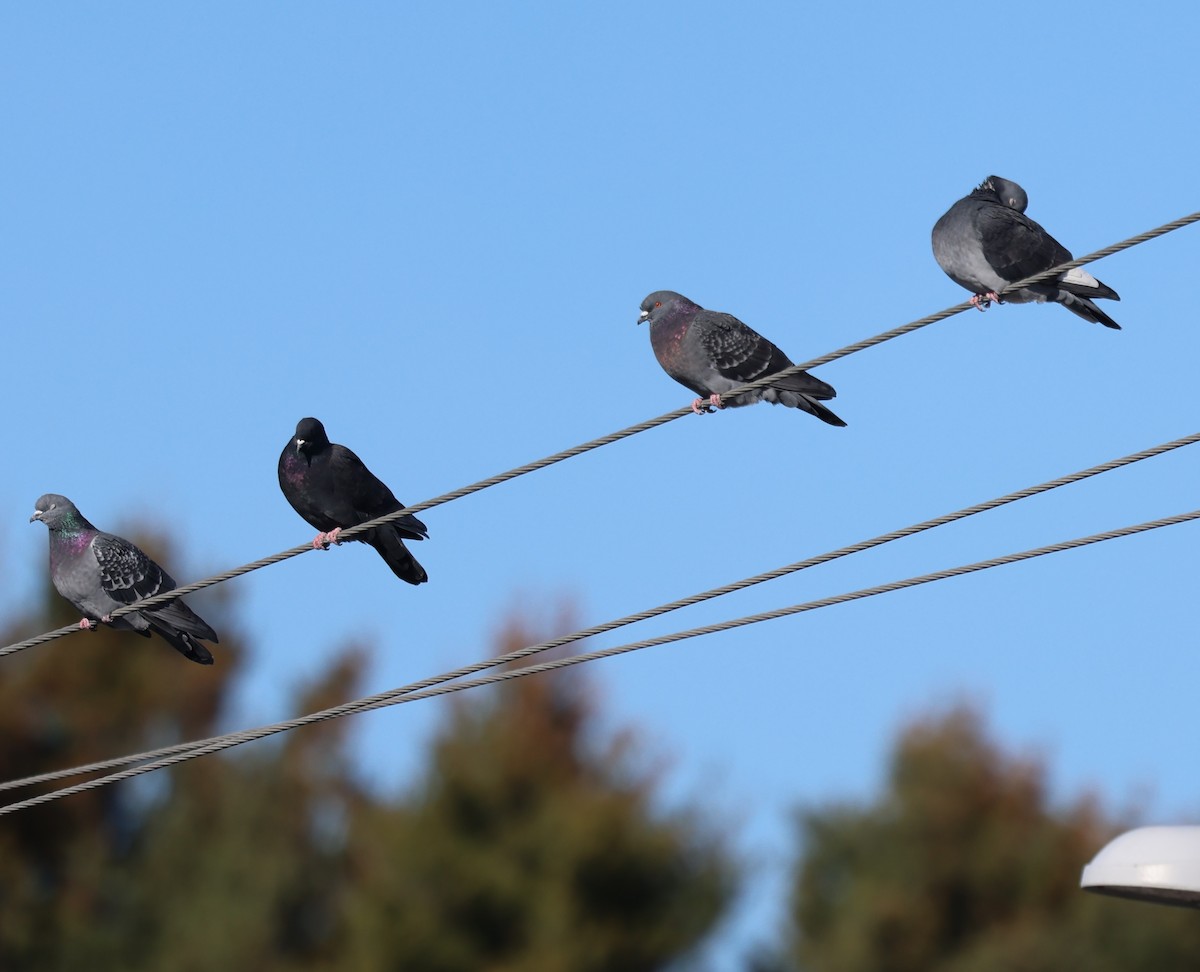 Kaya Güvercini (evcil tip) - ML645686076