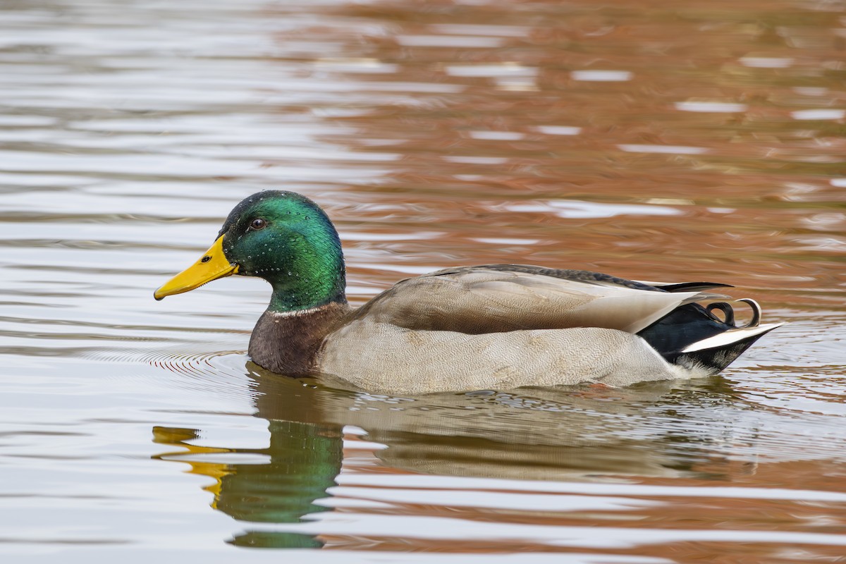 Mallard - ML645686090