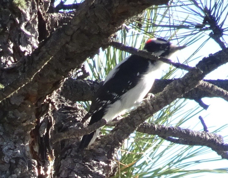 Hairy Woodpecker - ML645686091