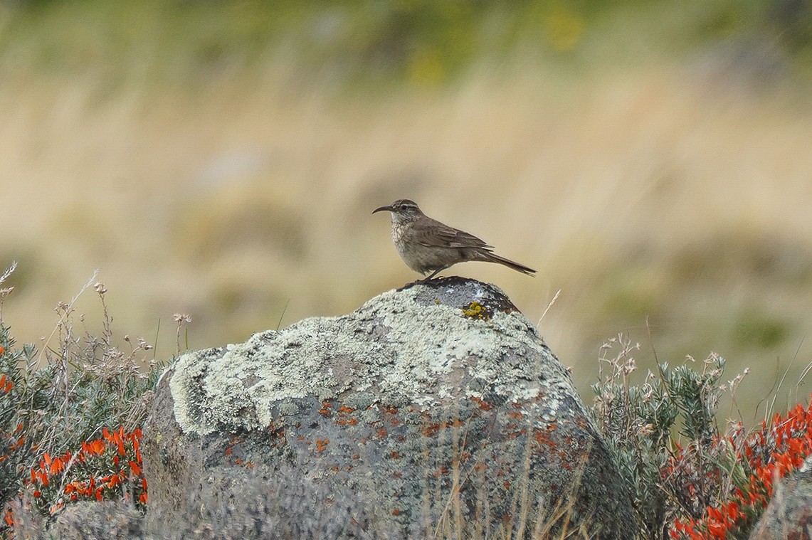 Scale-throated Earthcreeper - ML645686096