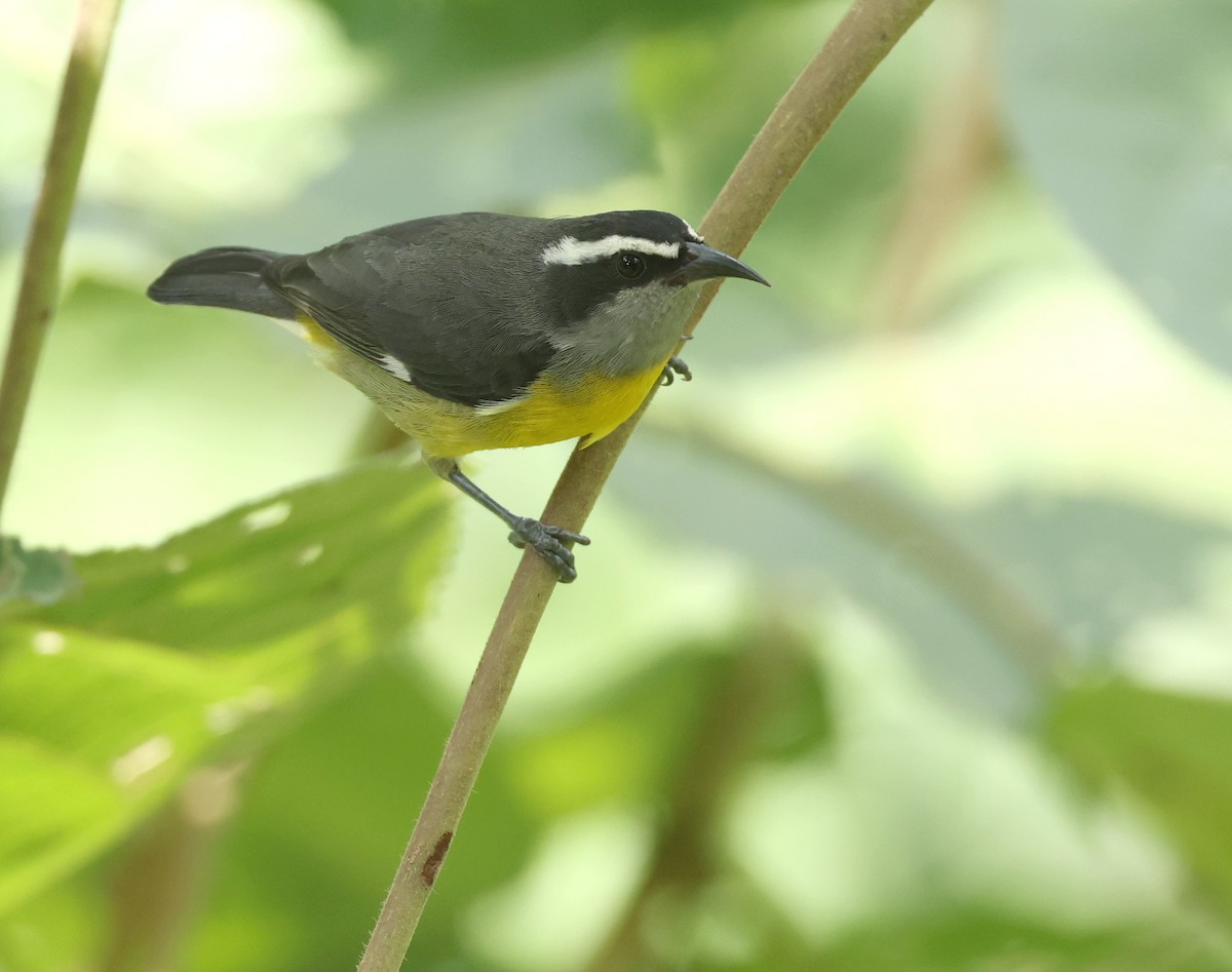 Sucrier à ventre jaune - ML645686099