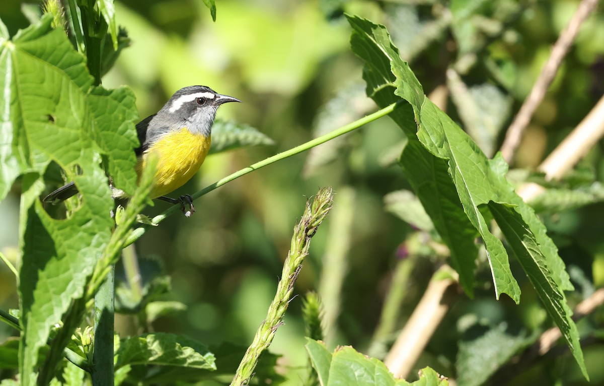 Sucrier à ventre jaune - ML645686100